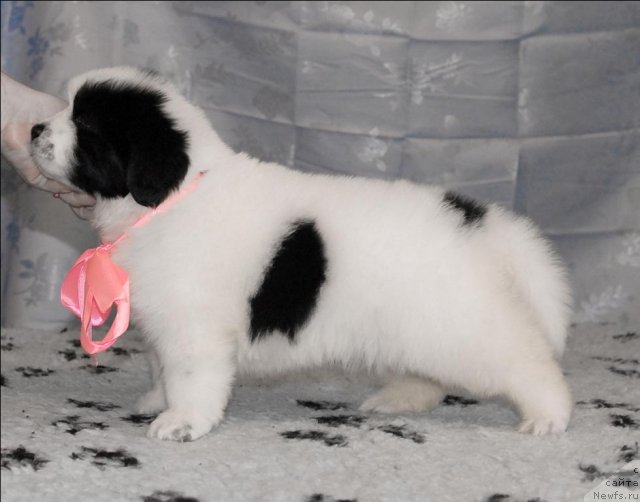 Фото: ньюфаундленд Сент Джонс Царевна Лебедь (Sent Djons Carevna Lebed)