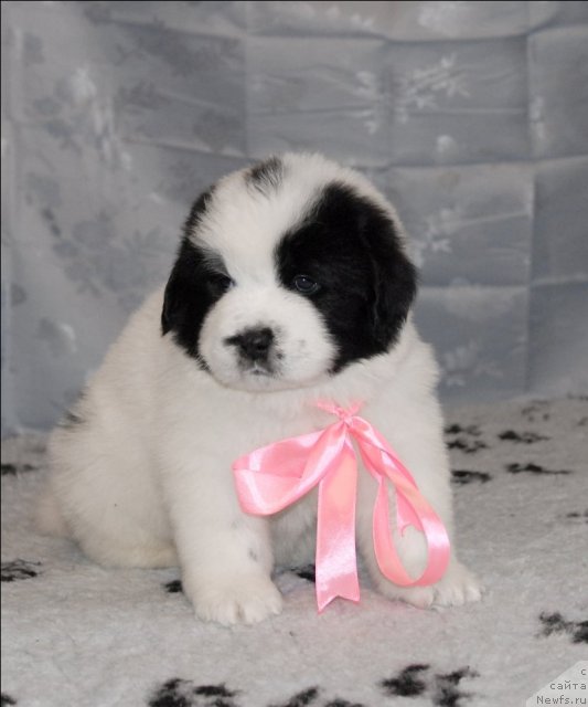 Фото: ньюфаундленд Сент Джонс Царевна Лебедь (Sent Djons Carevna Lebed)