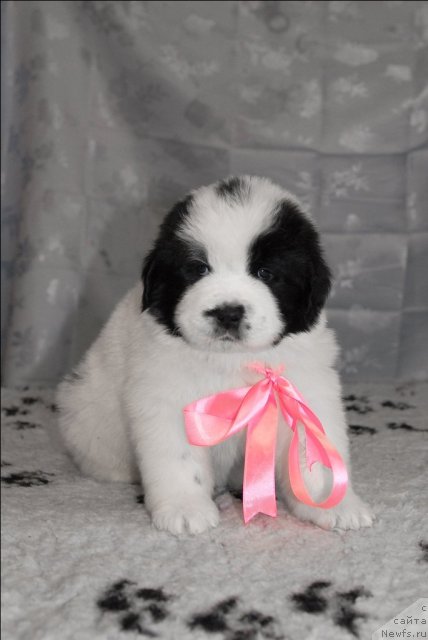 Фото: ньюфаундленд Сент Джонс Царевна Лебедь (Sent Djons Carevna Lebed)