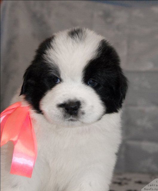 Фото: ньюфаундленд Сент Джонс Царевна Лебедь (Sent Djons Carevna Lebed)