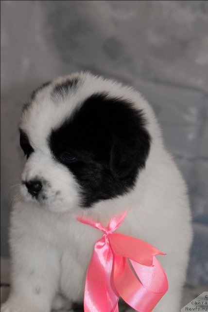 Фото: ньюфаундленд Сент Джонс Царевна Лебедь (Sent Djons Carevna Lebed)