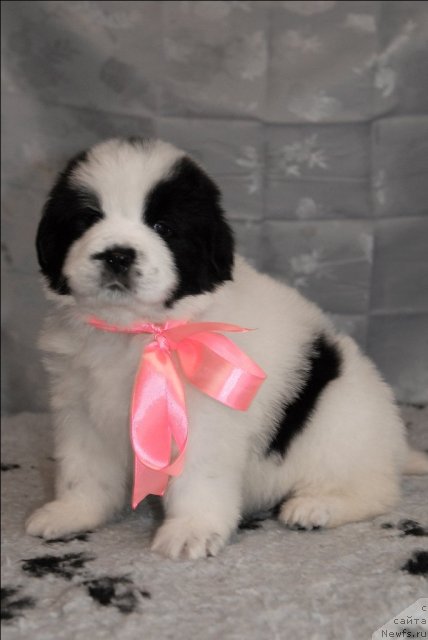 Фото: ньюфаундленд Сент Джонс Царевна Лебедь (Sent Djons Carevna Lebed)