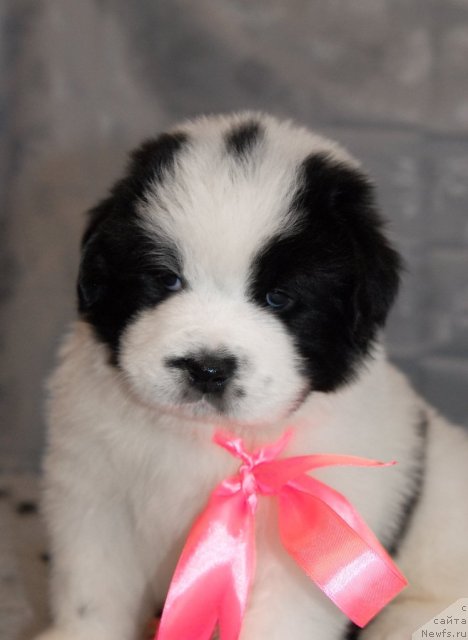 Фото: ньюфаундленд Сент Джонс Царевна Лебедь (Sent Djons Carevna Lebed)