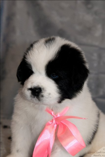 Фото: ньюфаундленд Сент Джонс Царевна Лебедь (Sent Djons Carevna Lebed)