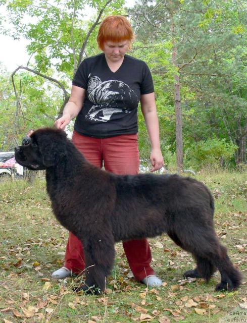 Фото: ньюфаундленд Денди Денжер из Медвежьего Яра (Dendi Denger iz Medvejyego Yara), Татьяна Абутова