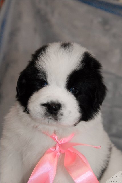 Фото: ньюфаундленд Сент Джонс Царевна Лебедь (Sent Djons Carevna Lebed)