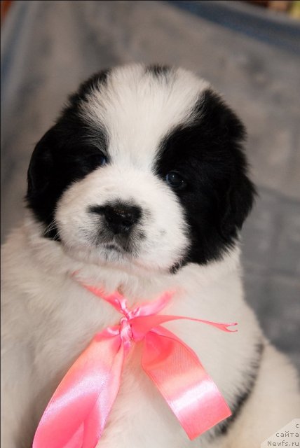 Фото: ньюфаундленд Сент Джонс Царевна Лебедь (Sent Djons Carevna Lebed)