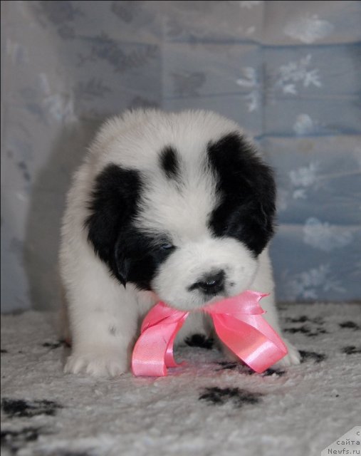 Фото: ньюфаундленд Сент Джонс Царевна Лебедь (Sent Djons Carevna Lebed)