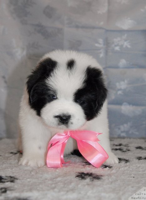 Фото: ньюфаундленд Сент Джонс Царевна Лебедь (Sent Djons Carevna Lebed)