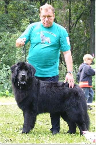 Фото: ньюфаундленд Петер-Беар Гриффит Брейд