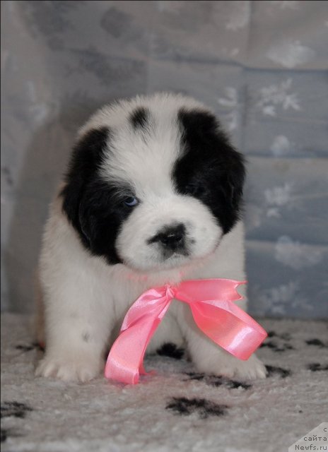 Фото: ньюфаундленд Сент Джонс Царевна Лебедь (Sent Djons Carevna Lebed)