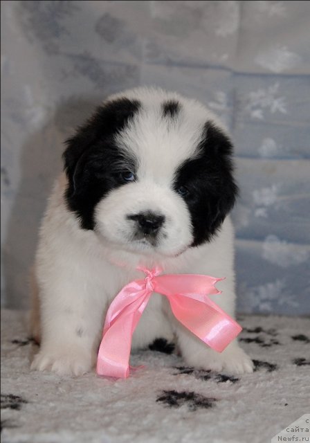 Фото: ньюфаундленд Сент Джонс Царевна Лебедь (Sent Djons Carevna Lebed)