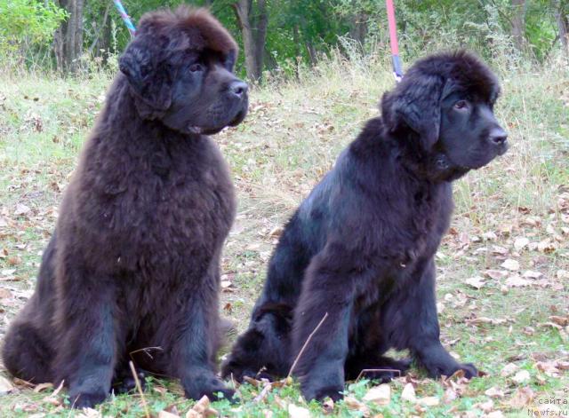 Фото: ньюфаундленд Денди Денжер из Медвежьего Яра (Dendi Denger iz Medvejyego Yara), ньюфаундленд Деметра из Медвежьего Яра