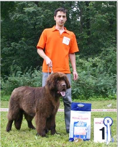 Фото: ньюфаундленд Смигар Яндекс Точка Ру, Александр Коротков