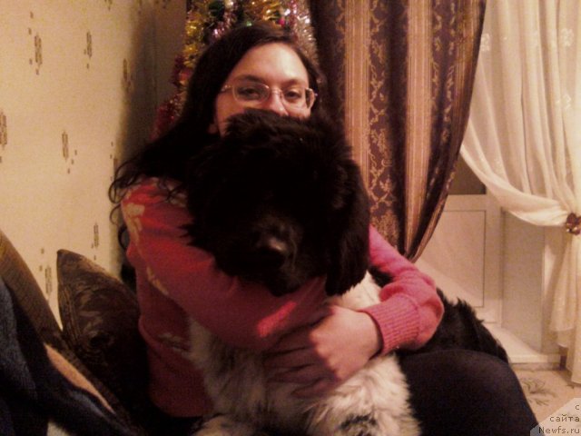 Фото: ньюфаундленд Аквиан Сонг Зест Бьютифул (Akvian Song Zest Beautiful)