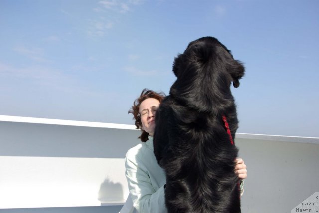 Фото: Галина Акулина, ньюфаундленд Бегущая по Волнам Само Совершенство (Beguschaya po Volnam Samo Sovershenstvo)