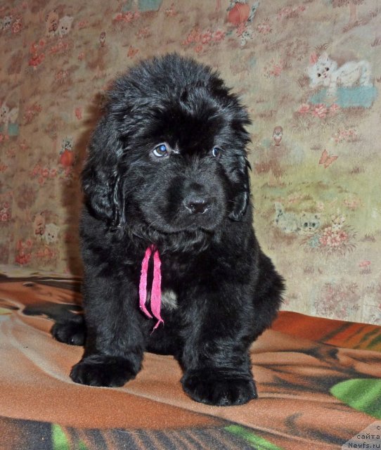 Фото: ньюфаундленд Вирджиния Бьюти Лайф