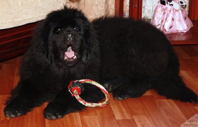 Фото: ньюфаундленд Ньюфорт Магия Любви