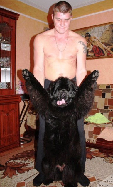 Фото: ньюфаундленд Ньюфорт Магия Любви