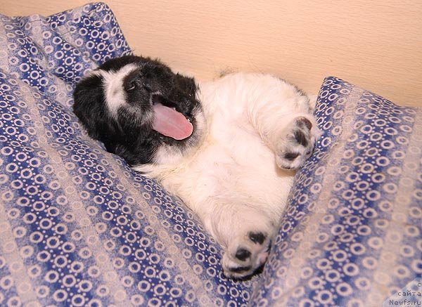 Фото: ньюфаундленд Супер Бизон Екатеринбург (Super Bizon Ekaterinburg)