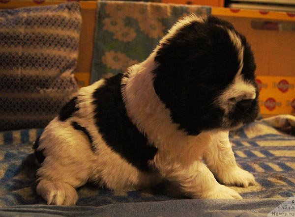 Фото: ньюфаундленд Супер Бизон Екатеринбург (Super Bizon Ekaterinburg)