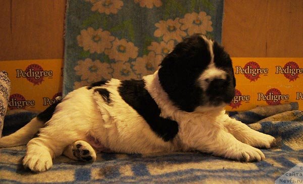 Фото: ньюфаундленд Супер Бизон Екатеринбург (Super Bizon Ekaterinburg)