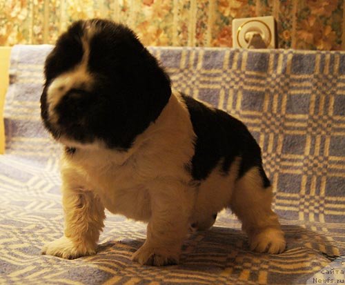 Фото: ньюфаундленд Супер Бизон Екатеринбург (Super Bizon Ekaterinburg)