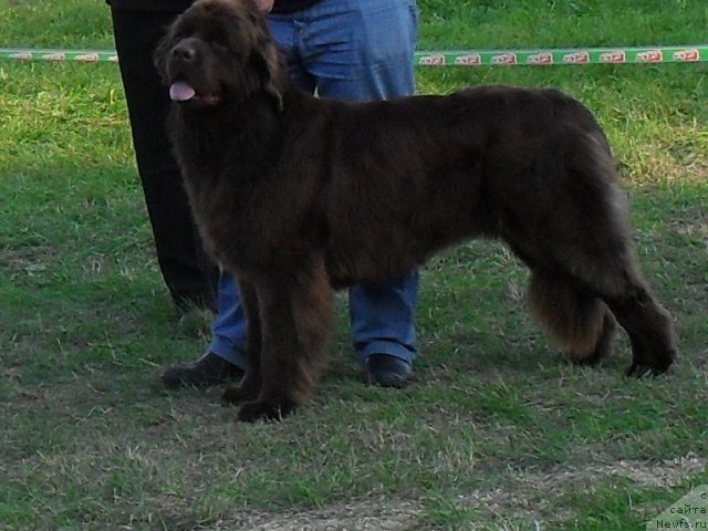 Фото: ньюфаундленд Евлампия Романова