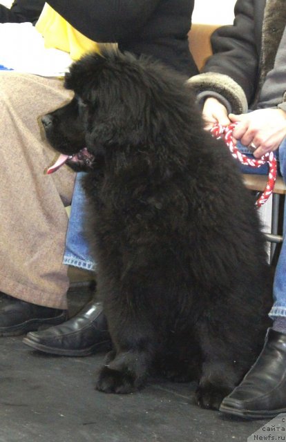 Фото: ньюфаундленд Смигар Галакси Шелл Вин (Smigar Galaxsy Shall Win)