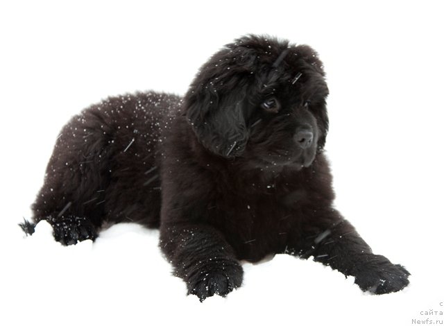 Фото: ньюфаундленд Особа Статная из Медвежьего Яра, ньюфаундленд Особа Статная из Медвежьего Яра