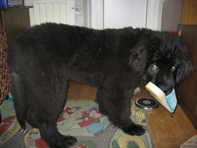 Фото: ньюфаундленд Смигар Шепот Невской Волны