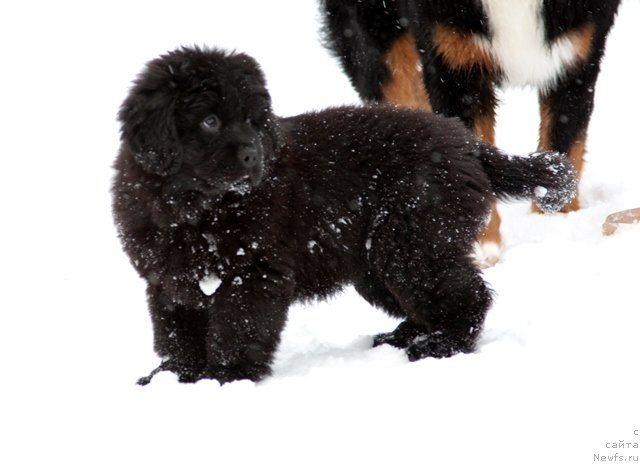Фото: ньюфаундленд Особа Статная из Медвежьего Яра