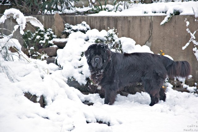 Фото: ньюфаундленд Потап Фидель