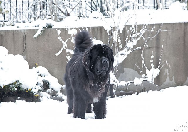 Фото: ньюфаундленд Потап Фидель