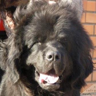 Фото: ньюфаундленд Плюшевая Панда Николлета