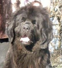 Фото: ньюфаундленд Плюшевая Панда Николлета