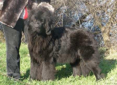 Фото: ньюфаундленд Плюшевая Панда Николлета