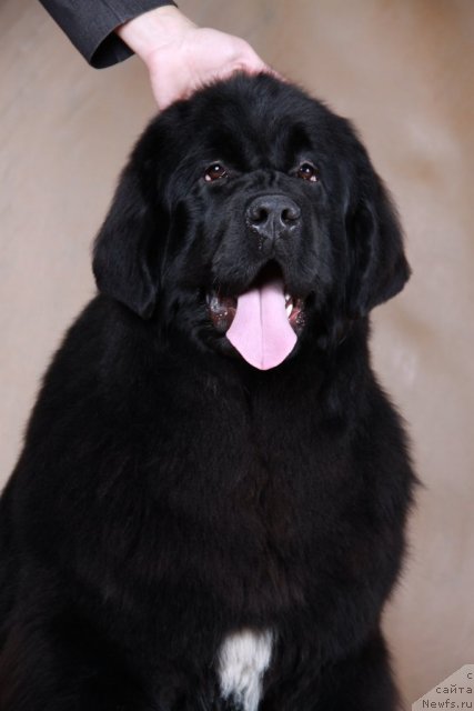 Фото: ньюфаундленд I'm in Love Midnight Bear