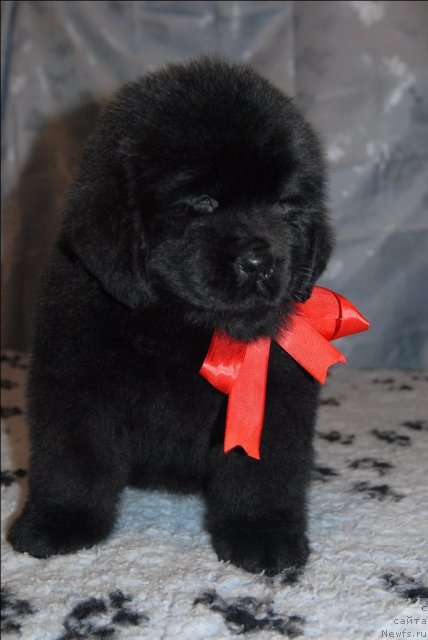 Фото: ньюфаундленд Сент Джонс Хендсел фо Ми (Sent Djons Handsel for Me)