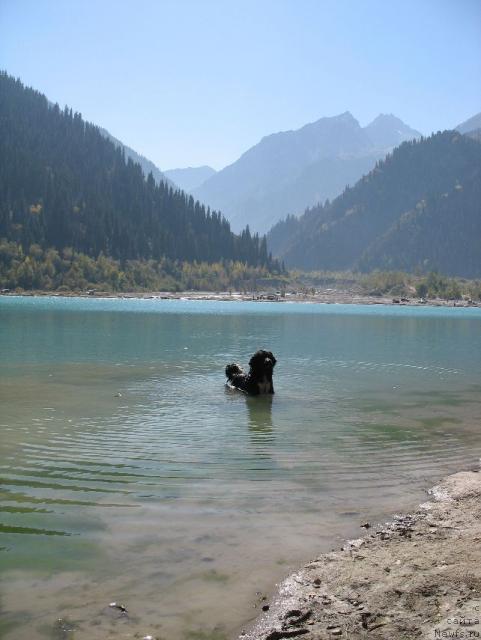 Фото: ньюфаундленд Маг Исполин Елана (Mag Ispolin Elana)