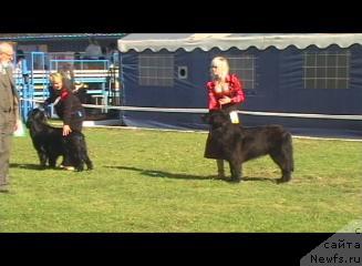 Фото: ньюфаундленд Метелица из Хижины Дяди Джери (Metelitsa Iz Hizhiny Dyadi Dzheri), ньюфаундленд Бренда Кара Дениз