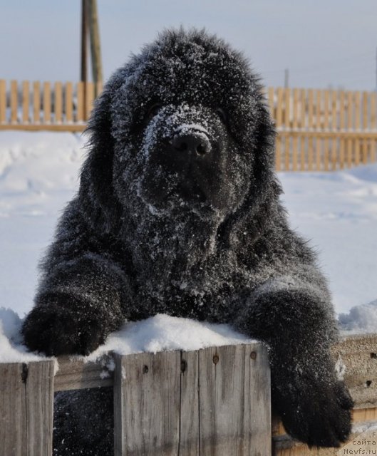 Фото: ньюфаундленд Ньюфорт Бестселлер