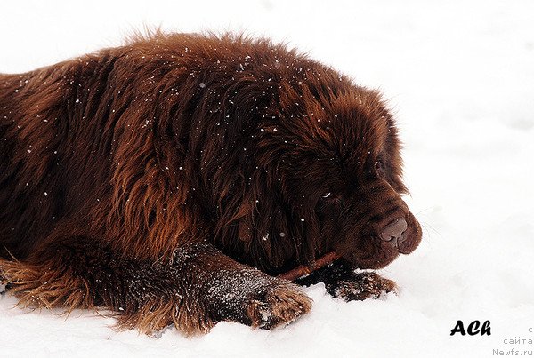 Фото: ньюфаундленд Зефир в Шоколаде из Царства Медведей
