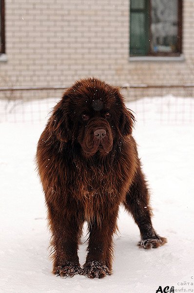 Фото: ньюфаундленд Зефир в Шоколаде из Царства Медведей