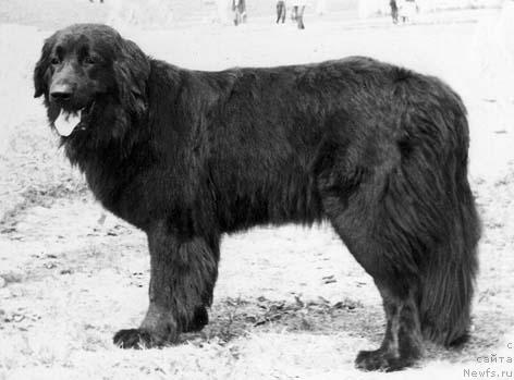 Фото: ньюфаундленд Бекки Чинас