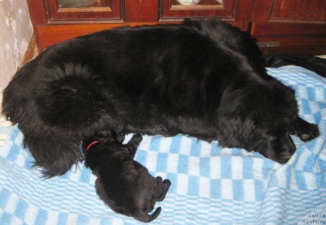 Фото: Черная сука от, ньюфаундленд Borntobe Like Sam iz Volotova, ньюфаундленд Бегущая по Волнам Вип (Beguschaya po Volnam VIP)