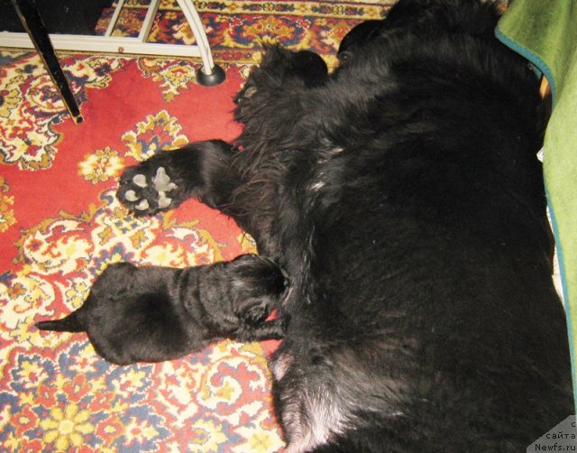 Фото: Черная сука, родители, ньюфаундленд Borntobe Like Sam iz Volotova, ньюфаундленд Бегущая по Волнам Вип (Beguschaya po Volnam VIP)