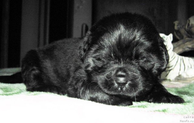 Фотография № 58719