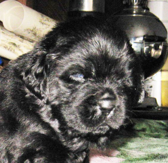 Фотография № 58722