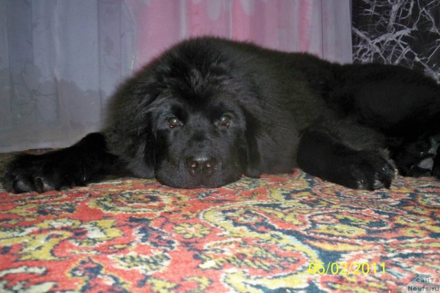 Фото: ньюфаундленд Смигар Волна Успеха